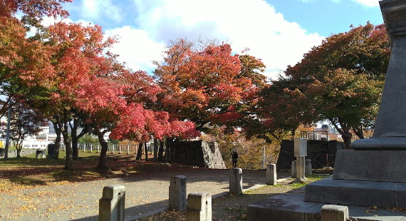 秋晴れの下、鮮やかに紅葉したイロハモミジ-1